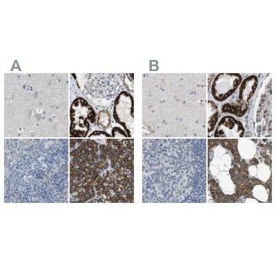 Immunohistochemistry-Paraffin: MOSC2 Antibody [NBP1-82167]
