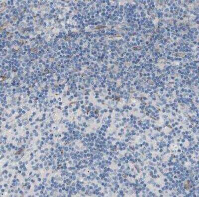 Immunohistochemistry-Paraffin: MOSC2 Antibody [NBP1-82167]