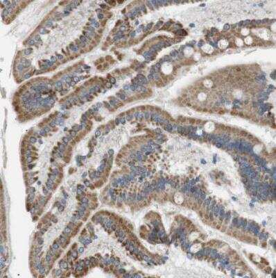 Immunohistochemistry-Paraffin: MOSC2 Antibody [NBP1-82167]