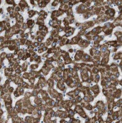 Immunohistochemistry-Paraffin: MOSC2 Antibody [NBP1-82167]