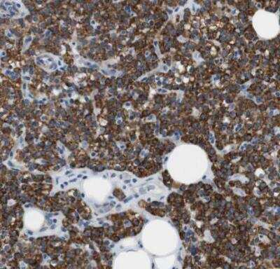 Immunohistochemistry-Paraffin: MOSC2 Antibody [NBP1-82167]