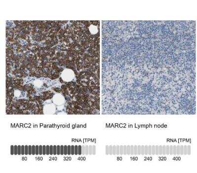 Immunohistochemistry-Paraffin: MOSC2 Antibody [NBP1-82167]