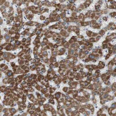 Immunohistochemistry-Paraffin: MOSC2 Antibody [NBP1-82168]
