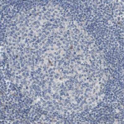Immunohistochemistry-Paraffin: MOSC2 Antibody [NBP1-82168]