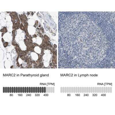 Immunohistochemistry-Paraffin: MOSC2 Antibody [NBP1-82168]