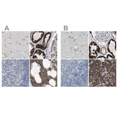Immunohistochemistry-Paraffin: MOSC2 Antibody [NBP1-82168]