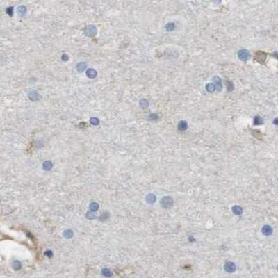 Immunohistochemistry-Paraffin: MOSC2 Antibody [NBP1-82168]