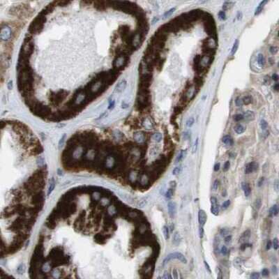 Immunohistochemistry-Paraffin: MOSC2 Antibody [NBP1-82168]