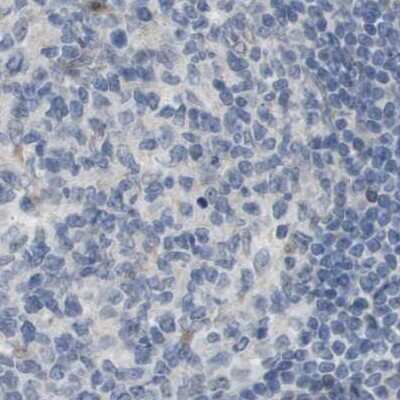 Immunohistochemistry-Paraffin: MOSC2 Antibody [NBP1-82168]