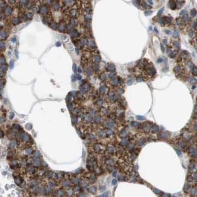 Immunohistochemistry-Paraffin: MOSC2 Antibody [NBP1-82168]