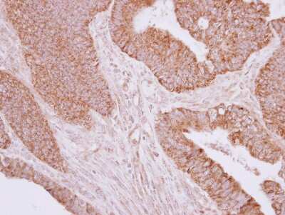 Immunohistochemistry-Paraffin: MOSC2 Antibody [NBP2-19381]