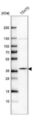 Western Blot: MOSC2 Antibody [NBP1-82167]
