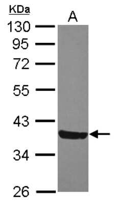 Western Blot: MOSC2 Antibody [NBP2-19381]