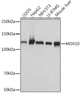 Western Blot: MOV10 Antibody (1M7M9) [NBP3-16654]