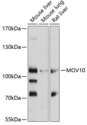 Western Blot: MOV10 AntibodyBSA Free [NBP2-94867]