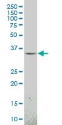 Western Blot: MOX1 Antibody (1F3) [H00004222-M23]