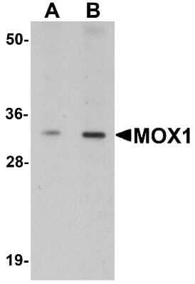 Western Blot: MOX1 AntibodyBSA Free [NBP1-76302]