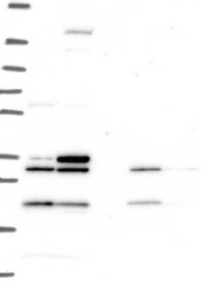 Western Blot: MOX1 Antibody [NBP3-17639]