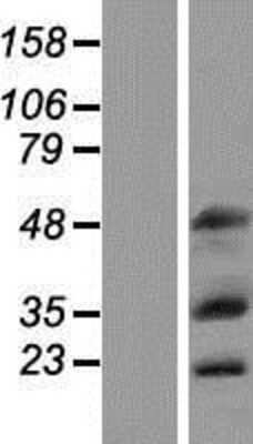 Western Blot: MOX1 Overexpression Lysate [NBP2-11202]