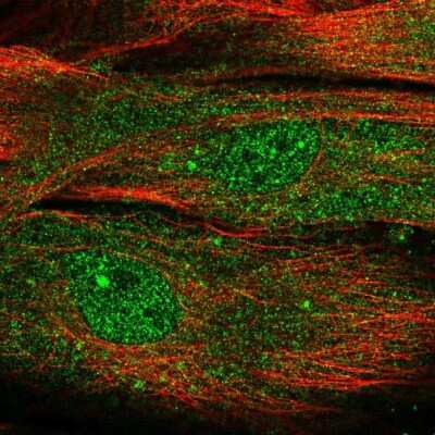 Immunocytochemistry/ Immunofluorescence: MOXD1 Antibody [NBP1-84233]