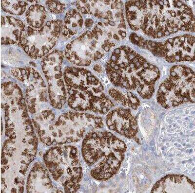 Immunohistochemistry-Paraffin: MOXD1 Antibody [NBP1-84233]