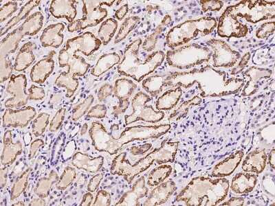 Immunohistochemistry-Paraffin: MOXD1 Antibody [NBP2-98519]