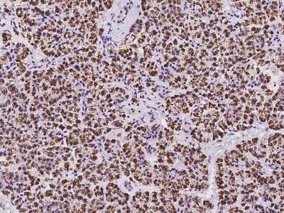 Immunohistochemistry-Paraffin: MOXD1 Antibody [NBP2-98519]