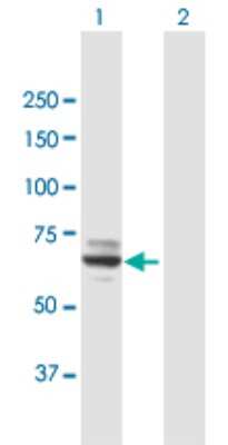 Western Blot: MOXD1 Antibody [H00026002-B01P]