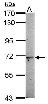 Western Blot: MOXD1 Antibody [NBP2-19384]