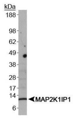 Western Blot: MP1/MAP2K1IP1 AntibodyBSA Free [NBP1-50631]