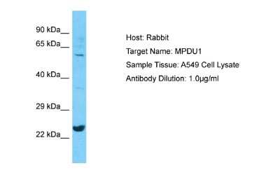 Western Blot: MPDU1 Antibody [NBP2-83222]