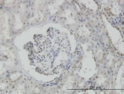 Immunohistochemistry-Paraffin: MPG Antibody (1E10) [H00004350-M04]