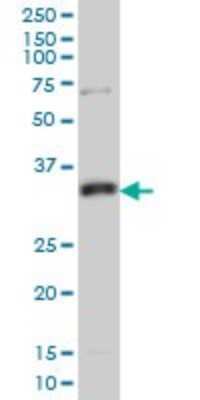 Western Blot: MPG Antibody (1E10) [H00004350-M04]