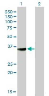 Western Blot: MPG Antibody (1E10) [H00004350-M04]