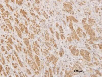 Immunohistochemistry-Paraffin: MPG Antibody (1G6) [H00004350-M10]