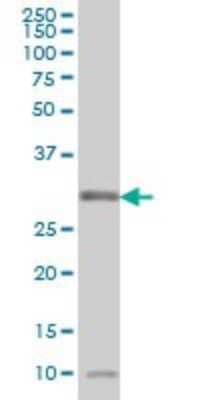 Western Blot: MPG Antibody (1G6) [H00004350-M10]