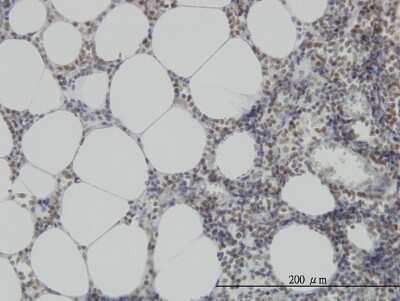 Immunohistochemistry-Paraffin: MPG Antibody (2C5) [H00004350-M07]