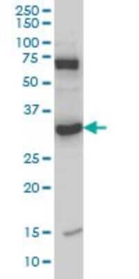 Western Blot: MPG Antibody (2C5) [H00004350-M07]