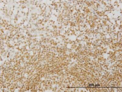 Immunohistochemistry-Paraffin: MPG Antibody (2D2) [H00004350-M06]