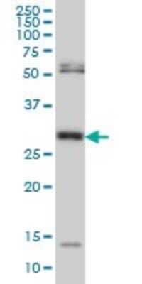 Western Blot: MPG Antibody (2D2) [H00004350-M06]