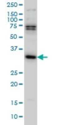 Western Blot: MPG Antibody (4B12) [H00004350-M08]