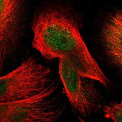 Immunocytochemistry/ Immunofluorescence: MPG Antibody [NBP1-82787]
