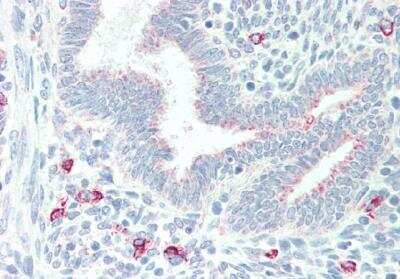 Immunohistochemistry-Paraffin: MPG Antibody [NB300-870]