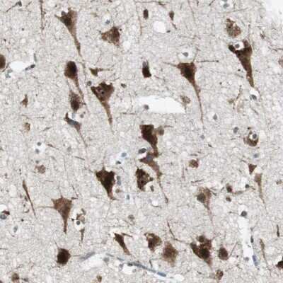 Immunohistochemistry-Paraffin: MPG Antibody [NBP1-82787]