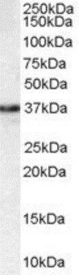 Western Blot: MPG Antibody [NB300-870]