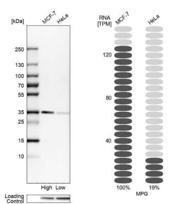 Western Blot: MPG Antibody [NBP1-82787]