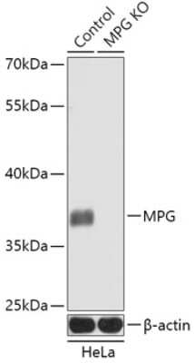 Western Blot: MPG AntibodyAzide and BSA Free [NBP3-03431]