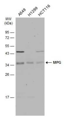 Western Blot: MPG Antibody [NBP3-12894]
