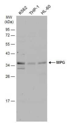 Western Blot: MPG Antibody [NBP3-12894]