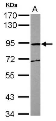 Western Blot: MPG1 Antibody [NBP2-19386]